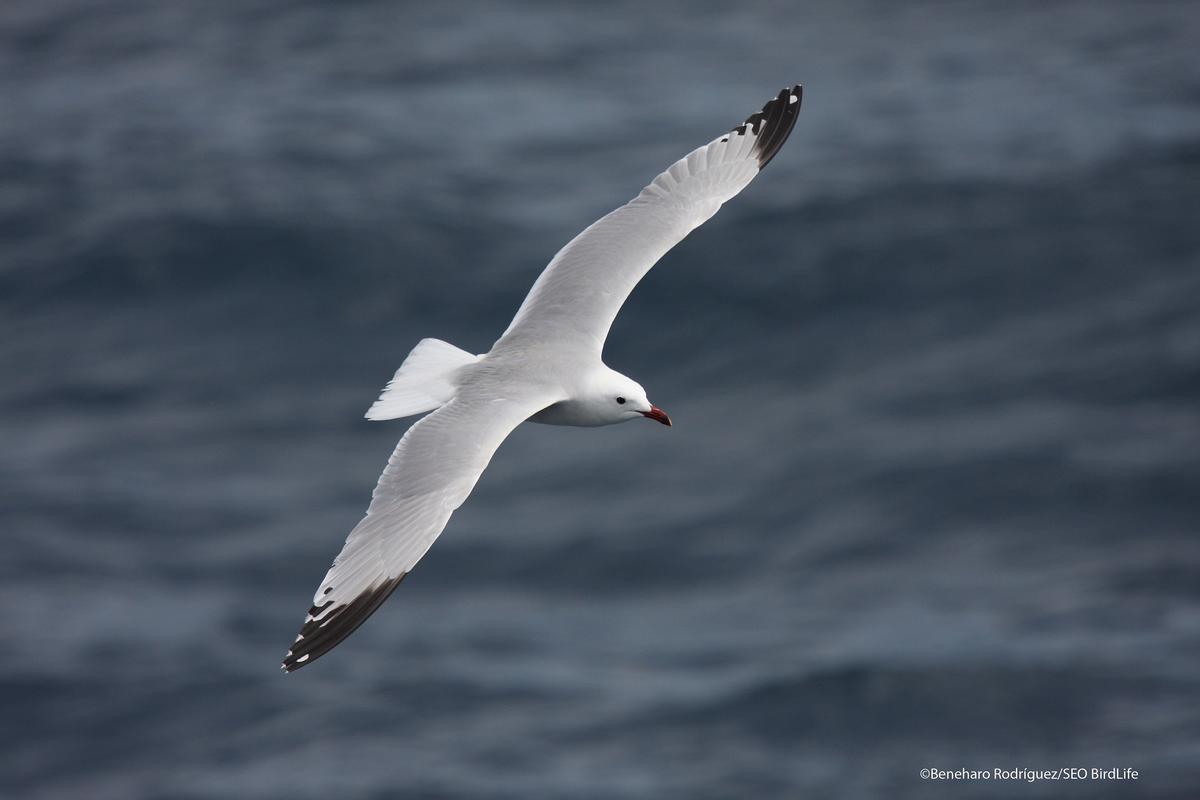 Gaviota navajera se vuelve viral en su primer aniversario en Vigo