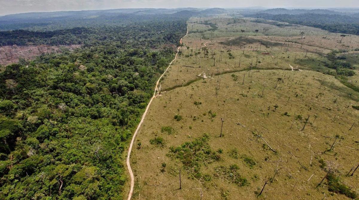 Selva amazónica, al borde de convertirse en sabana: advierte estudio del Potsdam Institute