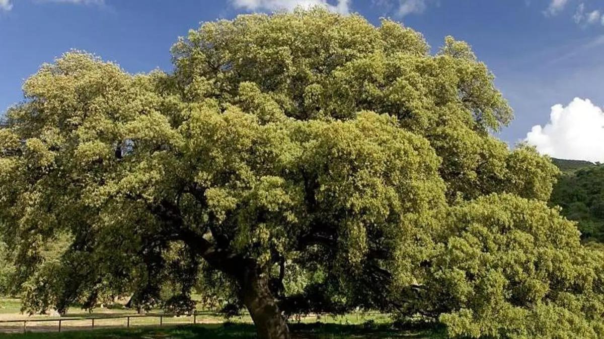 Chaparro de la Vega, Árbol del Año 2024: la encina que corona España y aspira a Europa