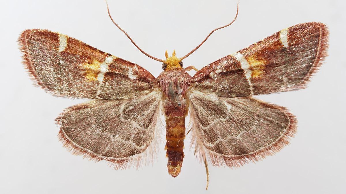 Polilla papal: descubren nueva especie Pyralis papaleonei en Creta