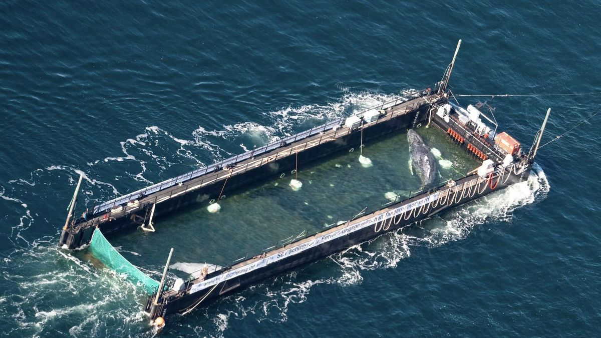 Ballena jorobada Timmy liberada del Báltico y trasladada al Mar del Norte