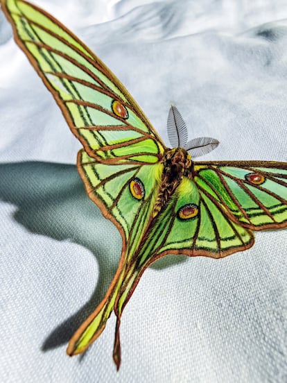 Mariposa Graellsia isabelae posada sobre una rama de pino al atardecer en la Sierra de Guadarrama