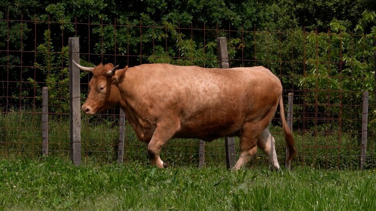 Vaca Linda, ejemplar rubia gallega de 1.500 kg en la subasta de Silleda