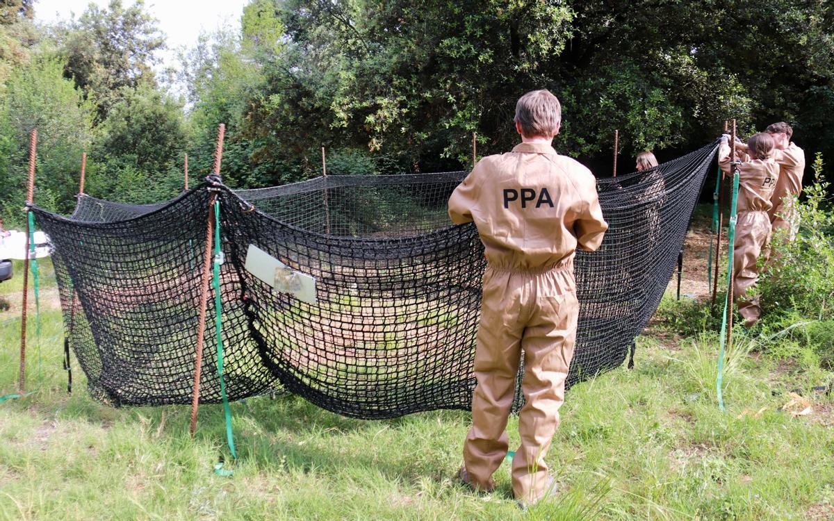 Trampa Pig Brig instalada en un bosque de Vallès Occidental para capturar jabalíes
