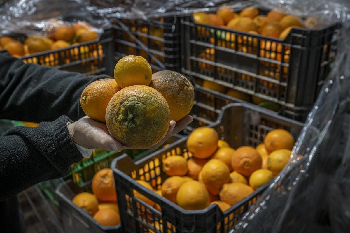 Cajas de frutas y verduras imperfectas preparadas por TalKual