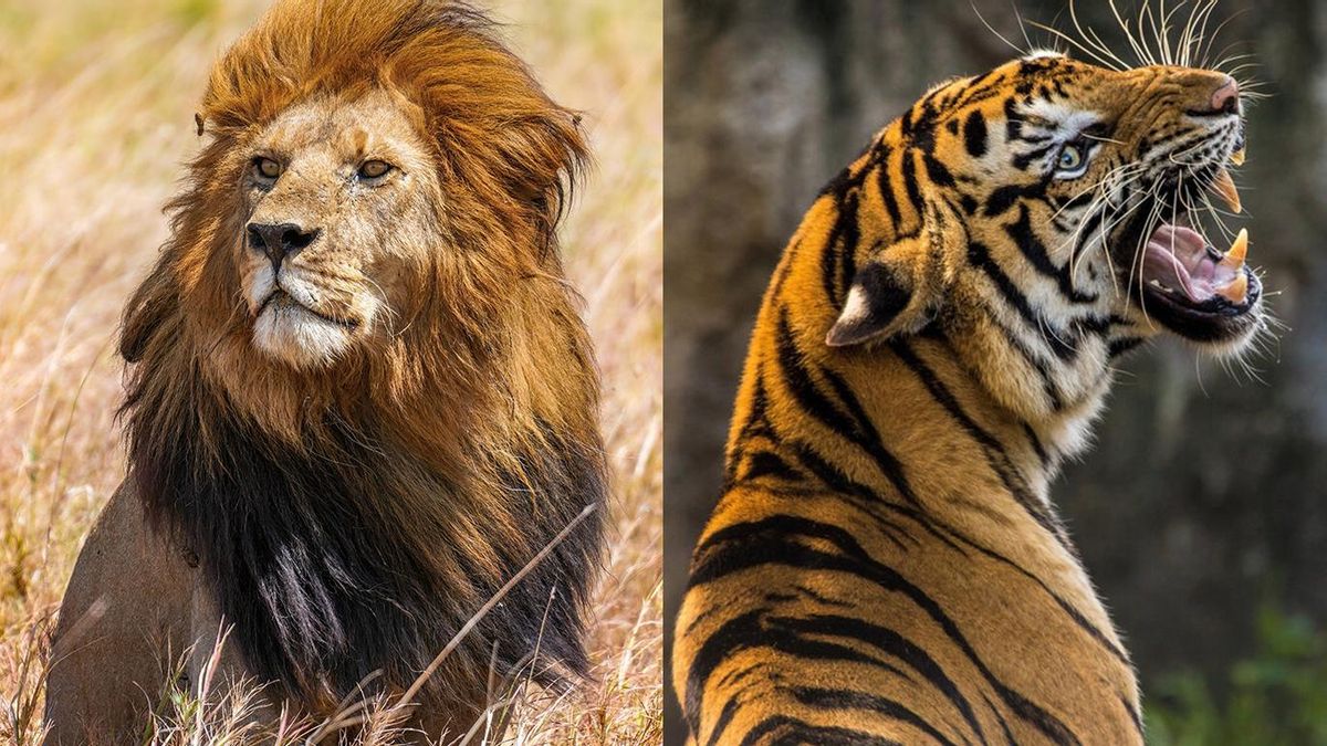 León y tigre: la ciencia revela por qué el primero caza en manada y el segundo lo hace solo