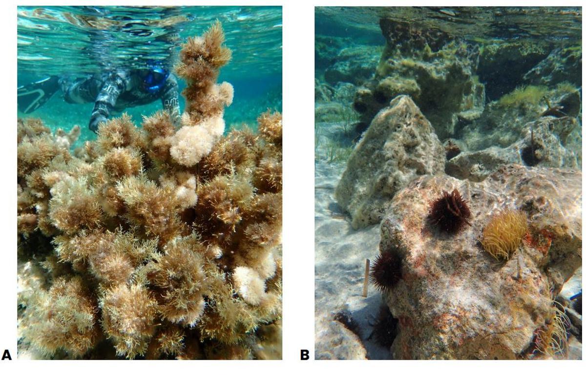 Buceador retirando erizos de mar en la costa de Mallorca