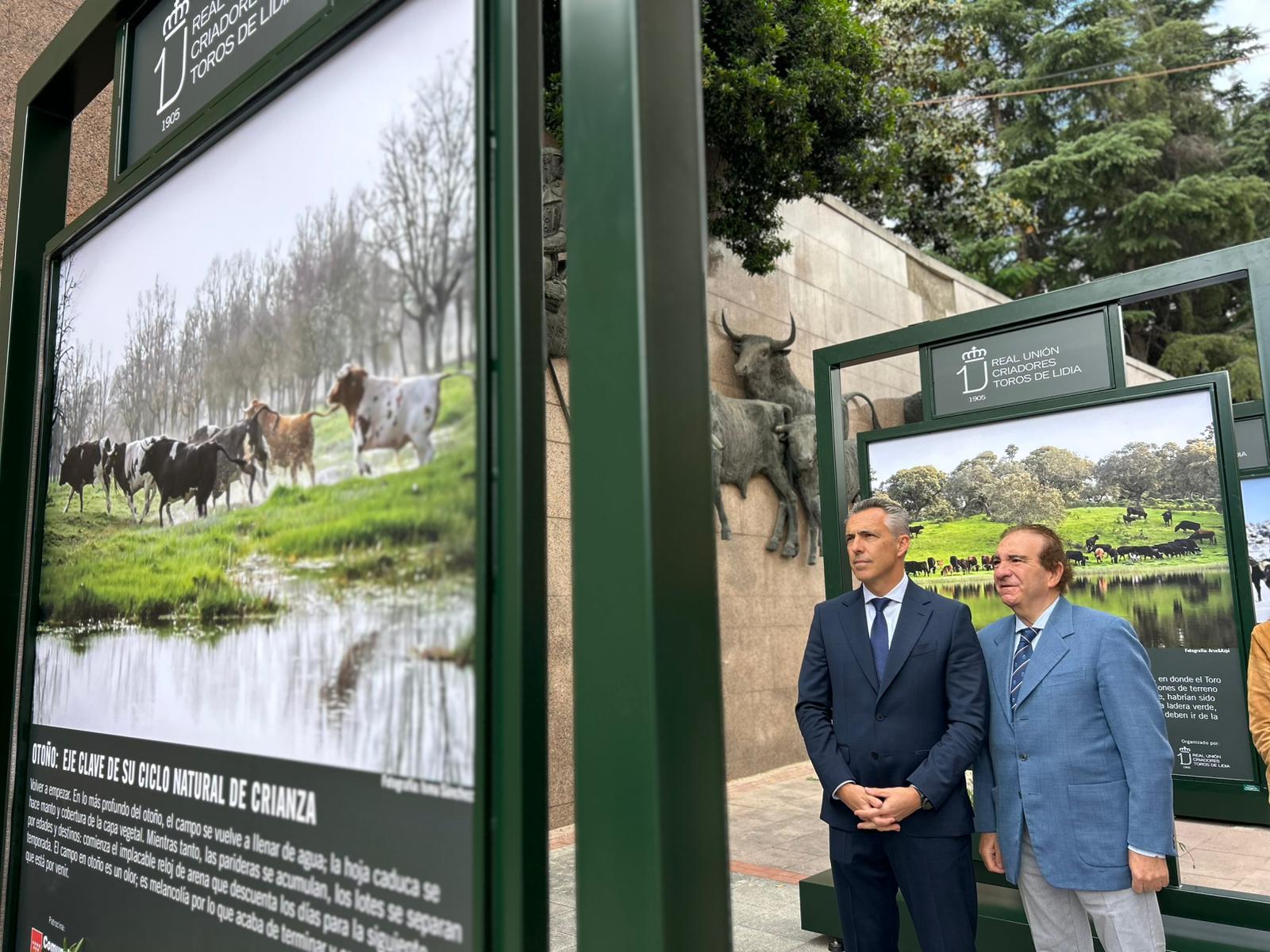 Fotografía que muestra el toro bravo en su entorno natural durante la inauguración de la exposición en Las Ventas
