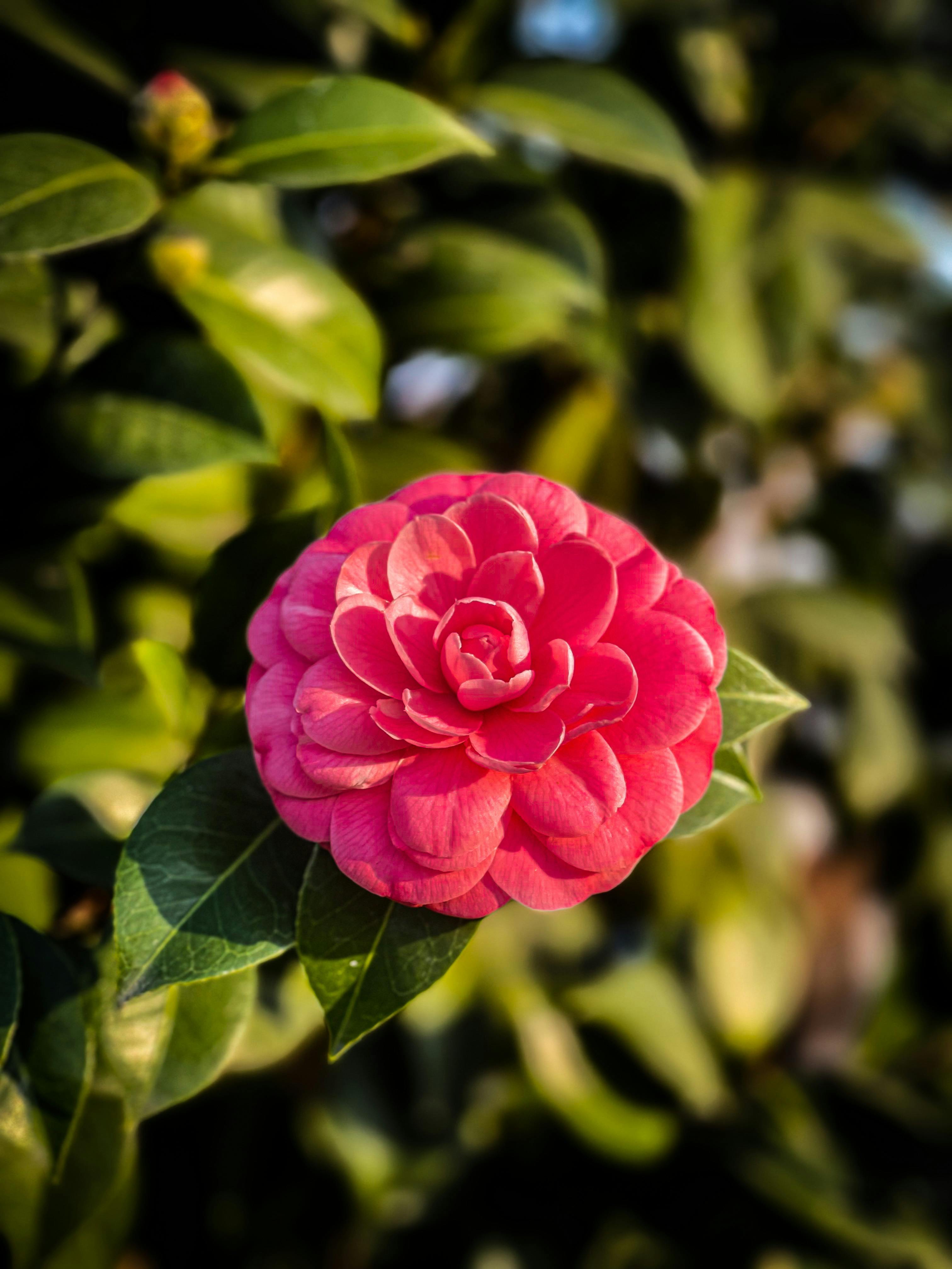 Camellia japonesa en plena floración sobre una terraza con vista a la ciudad