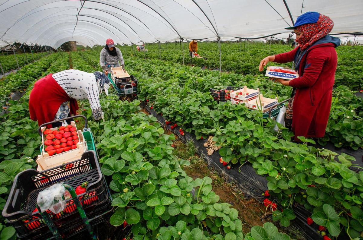 Trabajadores migrantes cosechando fresas en los campos de Huelva