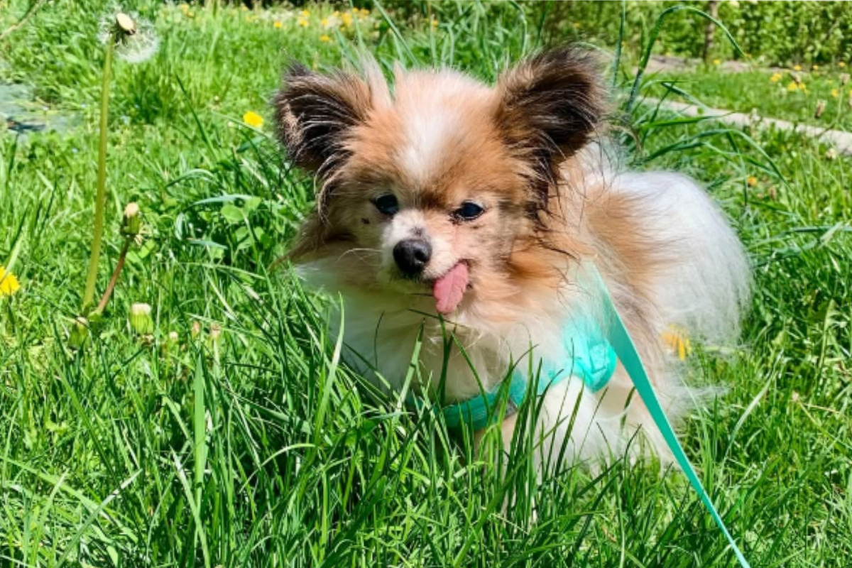 Lazare, el spaniel francés de 30 años, muere y podría ser el perro más viejo del mundo