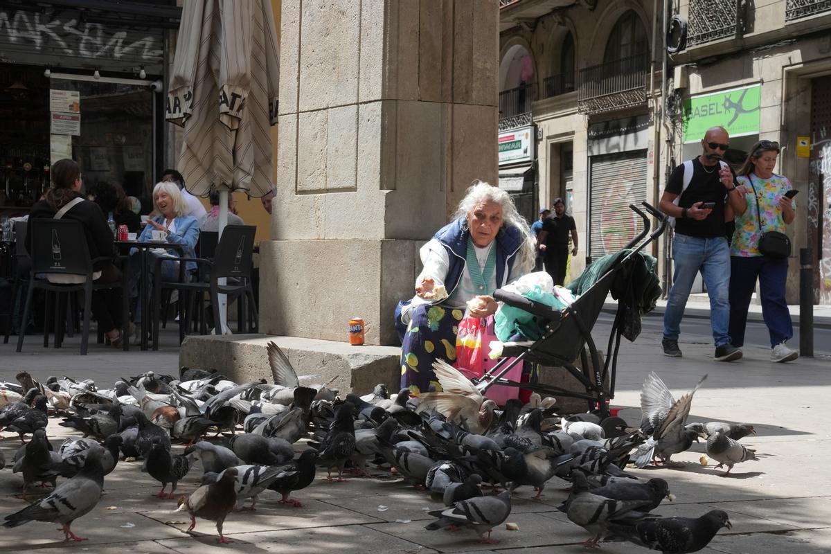 Control de palomas en Alzira con jaulas y señalización de multas