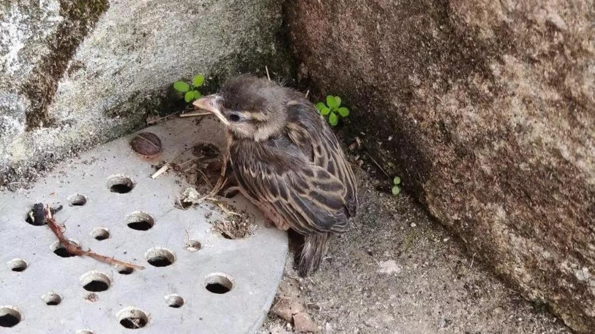 SEO alerta: qué hacer al encontrar un polluelo en el suelo