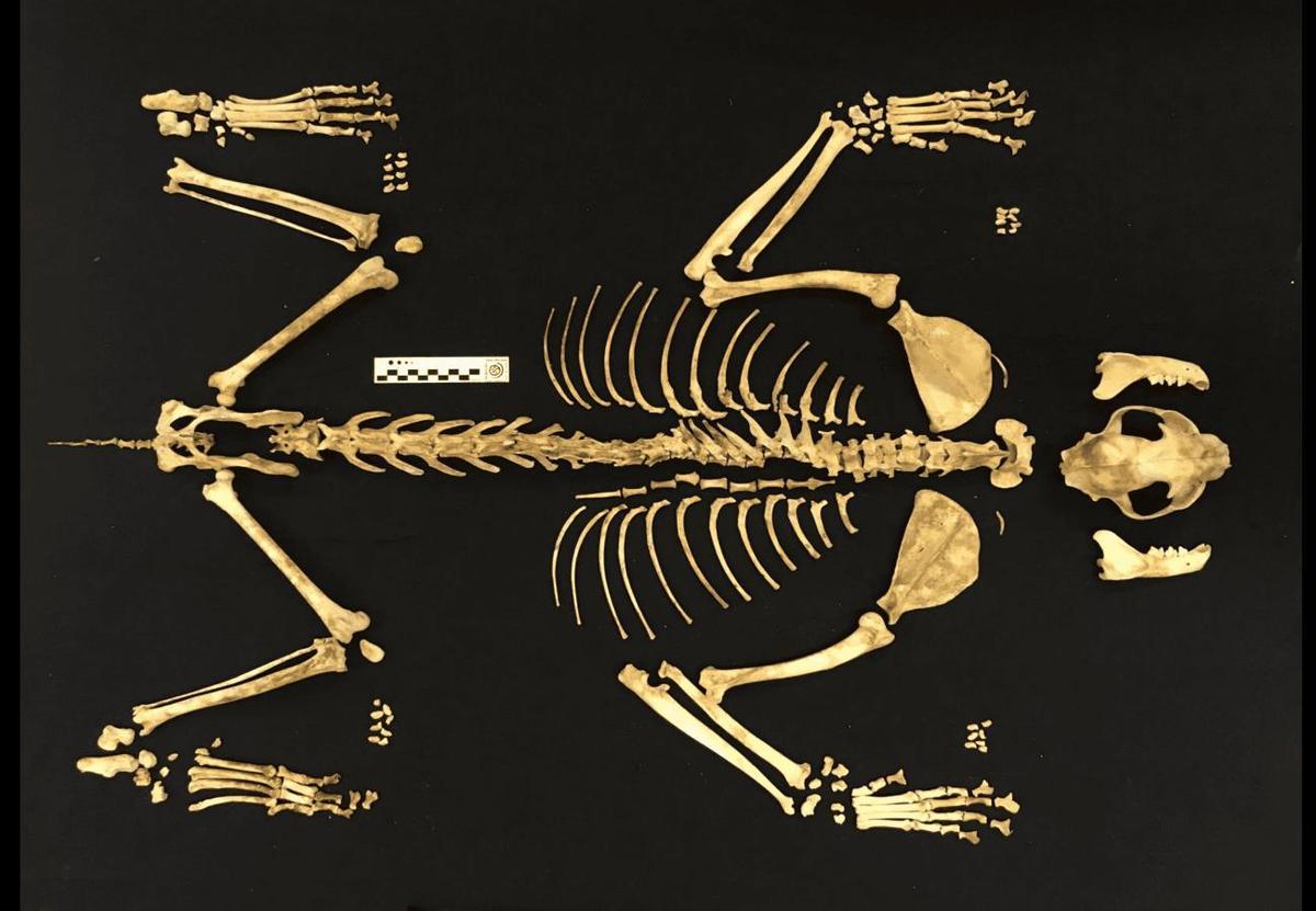 Reconstrucción 3D del esqueleto de Lynx lynx encontrado en Cantabria