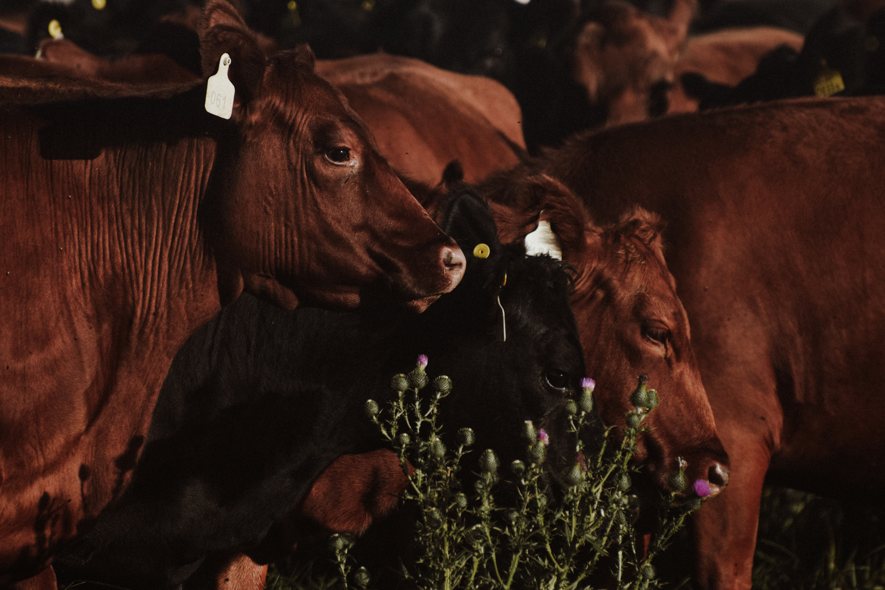 Degustación de cortes Wagyu en el showroom de Pampeana Argentina