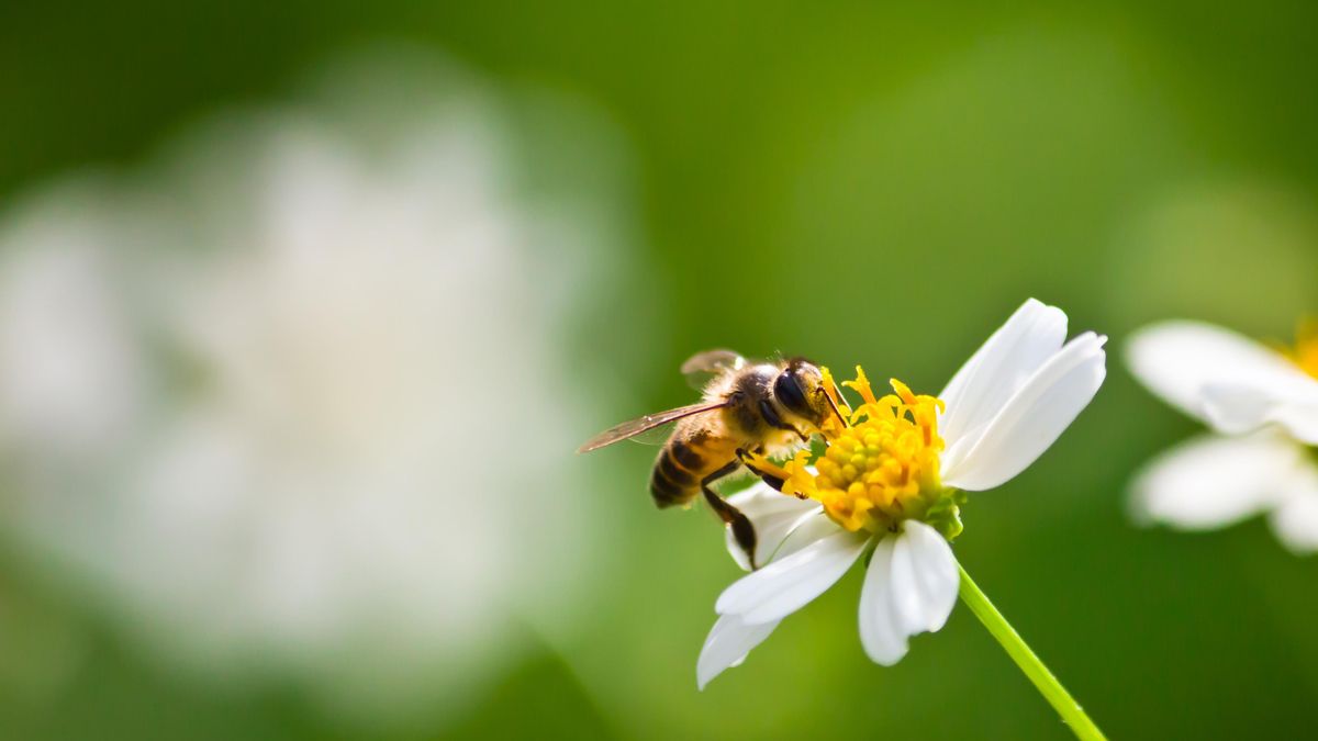 Cómo evitar que las abejas entren por las ventanas: guía práctica con cuatro trucos sencillos