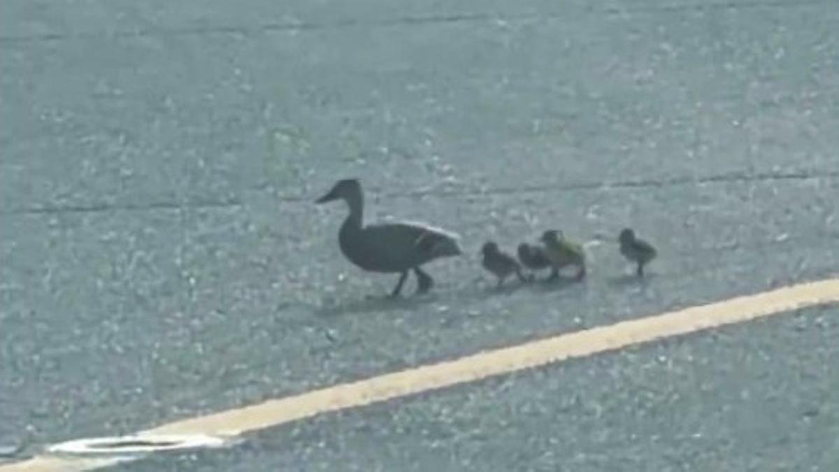 Patos en pista del aeropuerto de Barcelona obligan a detener un vuelo