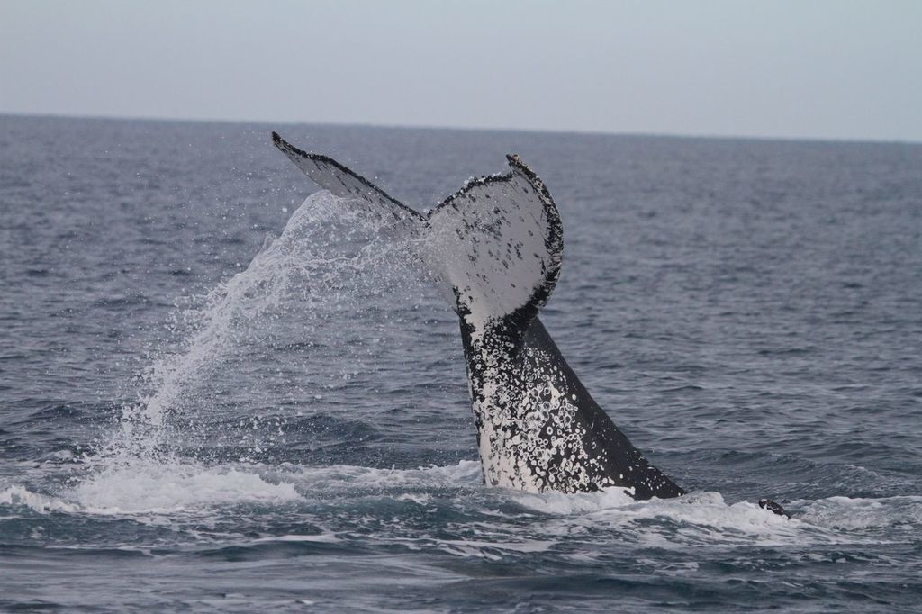 Ballena jorobada fotografiada en Hervey Bay, Australia, 2007