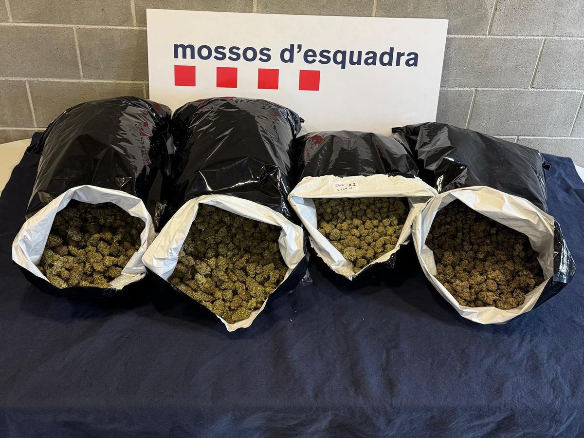 Policía local y Mossos d'Esquadra inspeccionan la vivienda donde se cultivaba marihuana en Martorell