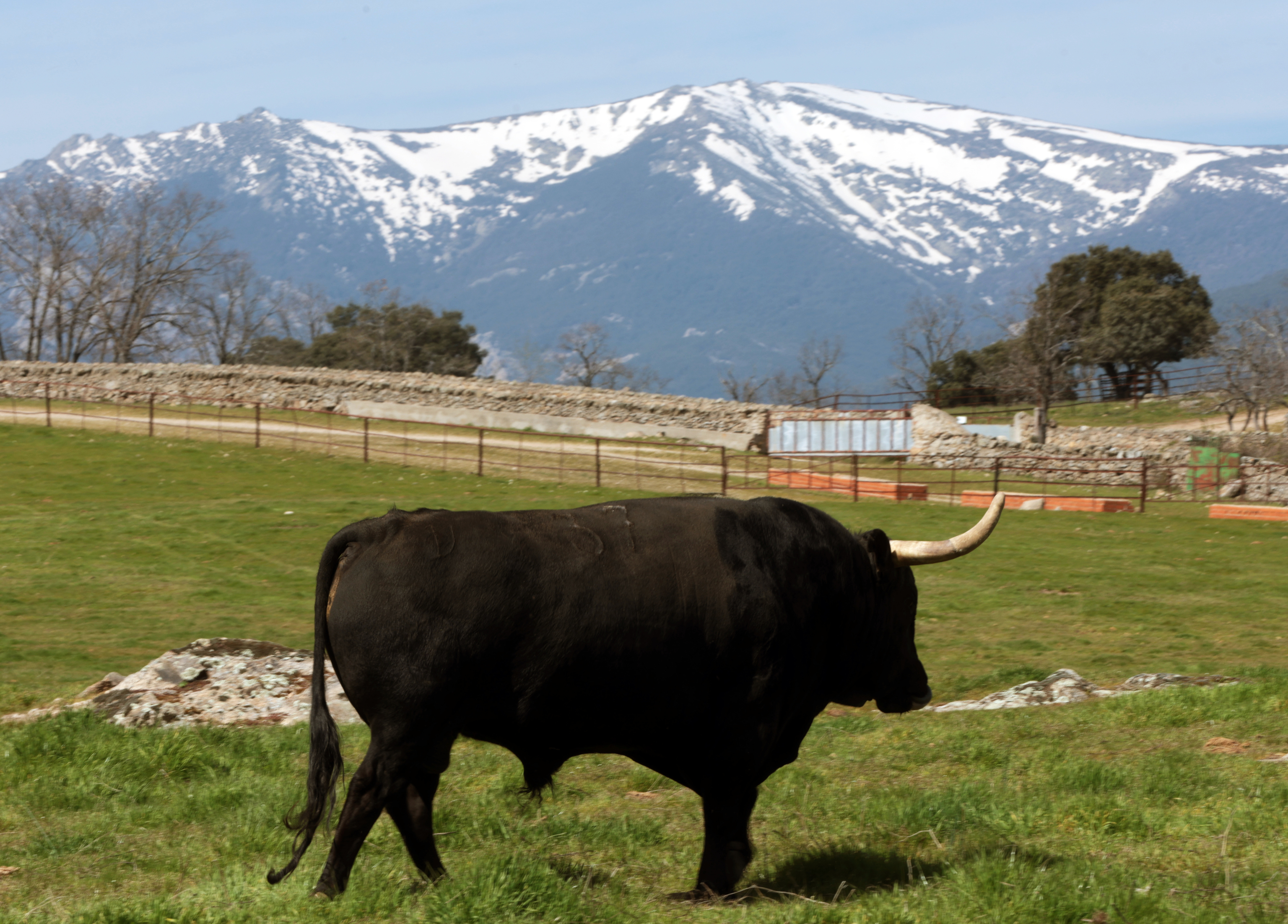 Victoriano del Río en la finca El Palomar, rodeado de toros bravos