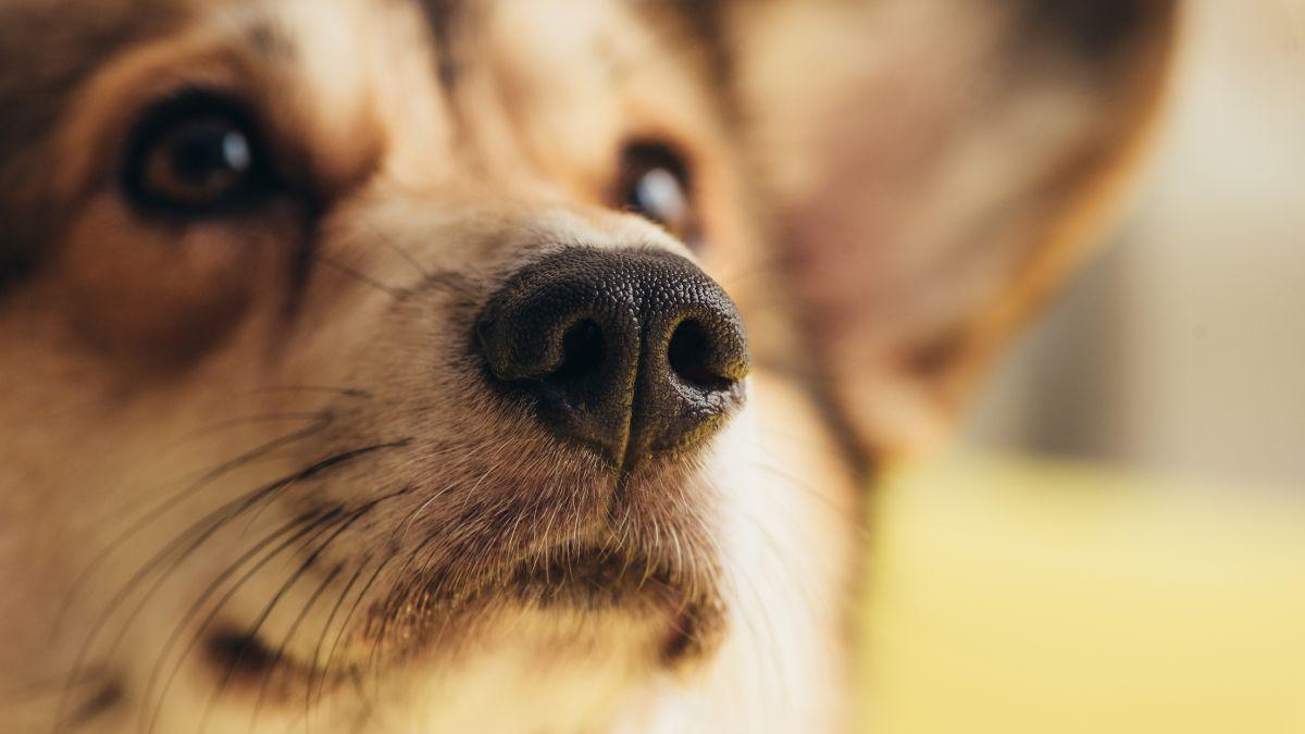 Meloxicam, la solución segura para el dolor canino que recomiendan los veterinarios