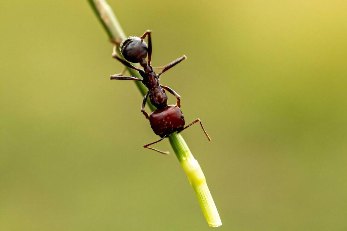 Hormigas cosechadoras africanas en tubos de ensayo de plástico listos para el envío