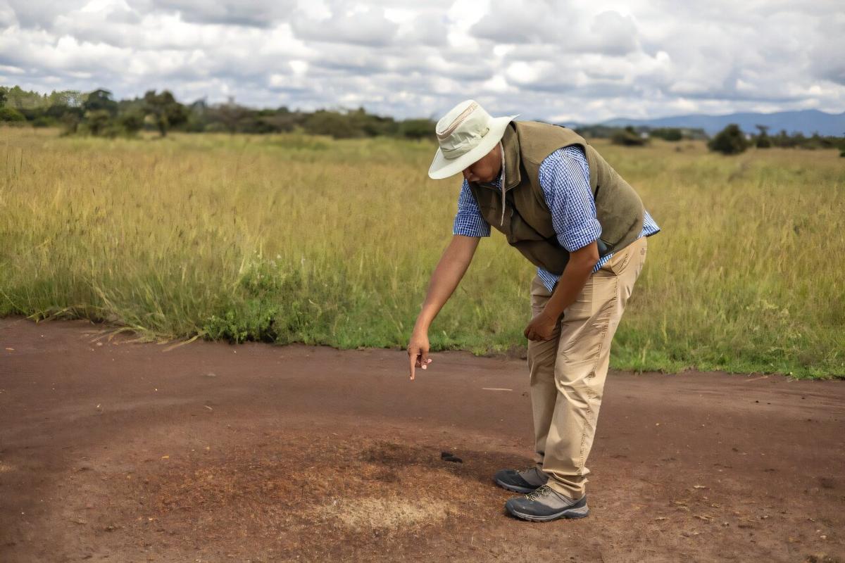 Nido de hormigas cosechadoras africanas bajo tierra en la sabana keniana