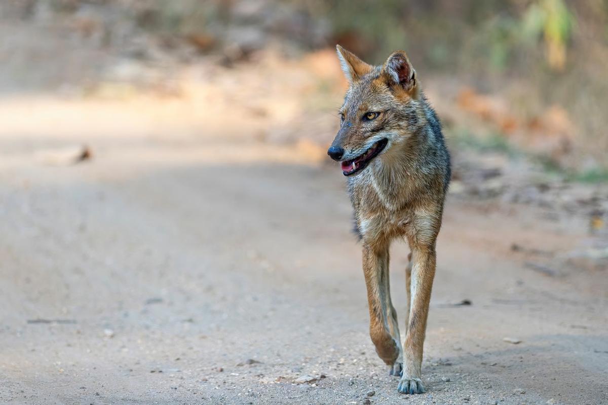 Chacal común en la península ibérica, especie que se expande por la reducción del lobo