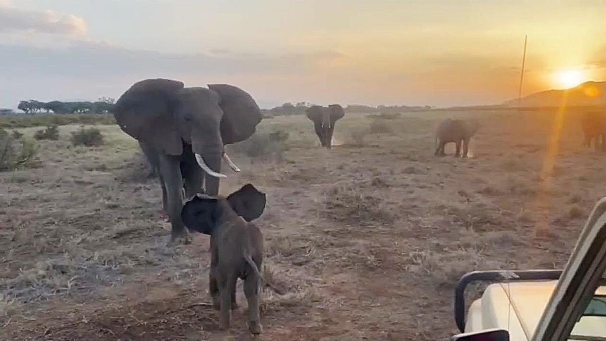 Elefante bebé desaparecido en Kenia vuelve a su familia: el emotivo reencuentro que revela lazos increíbles