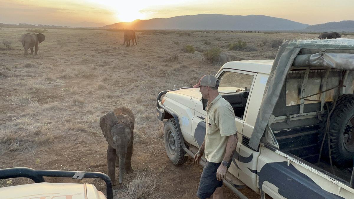 Cría de elefante atada a un árbol en un campamento turístico del norte de Kenia
