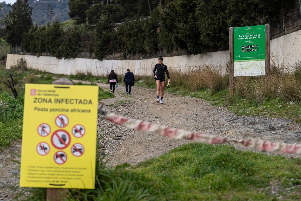 Explotación ganadera de cerdos en Ivars d'Urgell, Lleida, con animales en el corral bajo vigilancia sanitaria