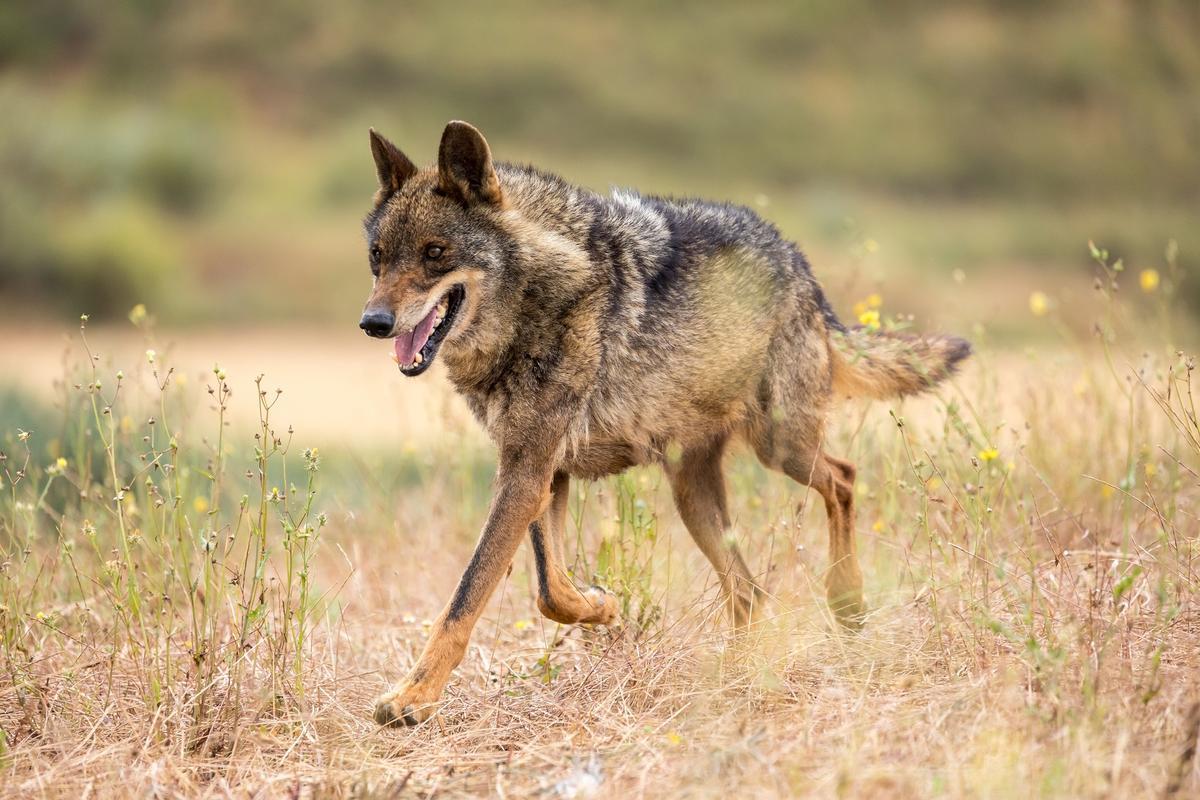 Lobo ibérico en su hábitat natural, observando el entorno