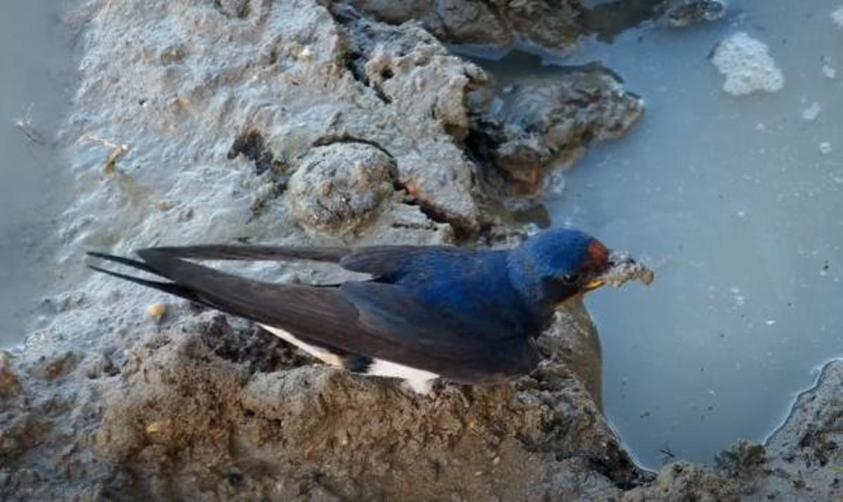 Nido de golondrina construido con barro en la fachada de un edificio