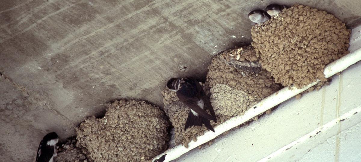 Inspector medioambiental revisando una obra donde se han detectado nidos de aves