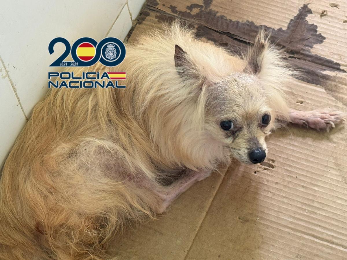 Policía inspeccionando la finca de Almayate donde se halló el criadero clandestino