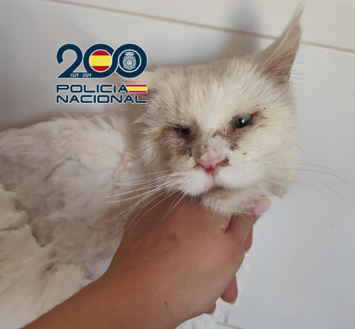 Animales rescatados en jaulas tras la operación de tres días