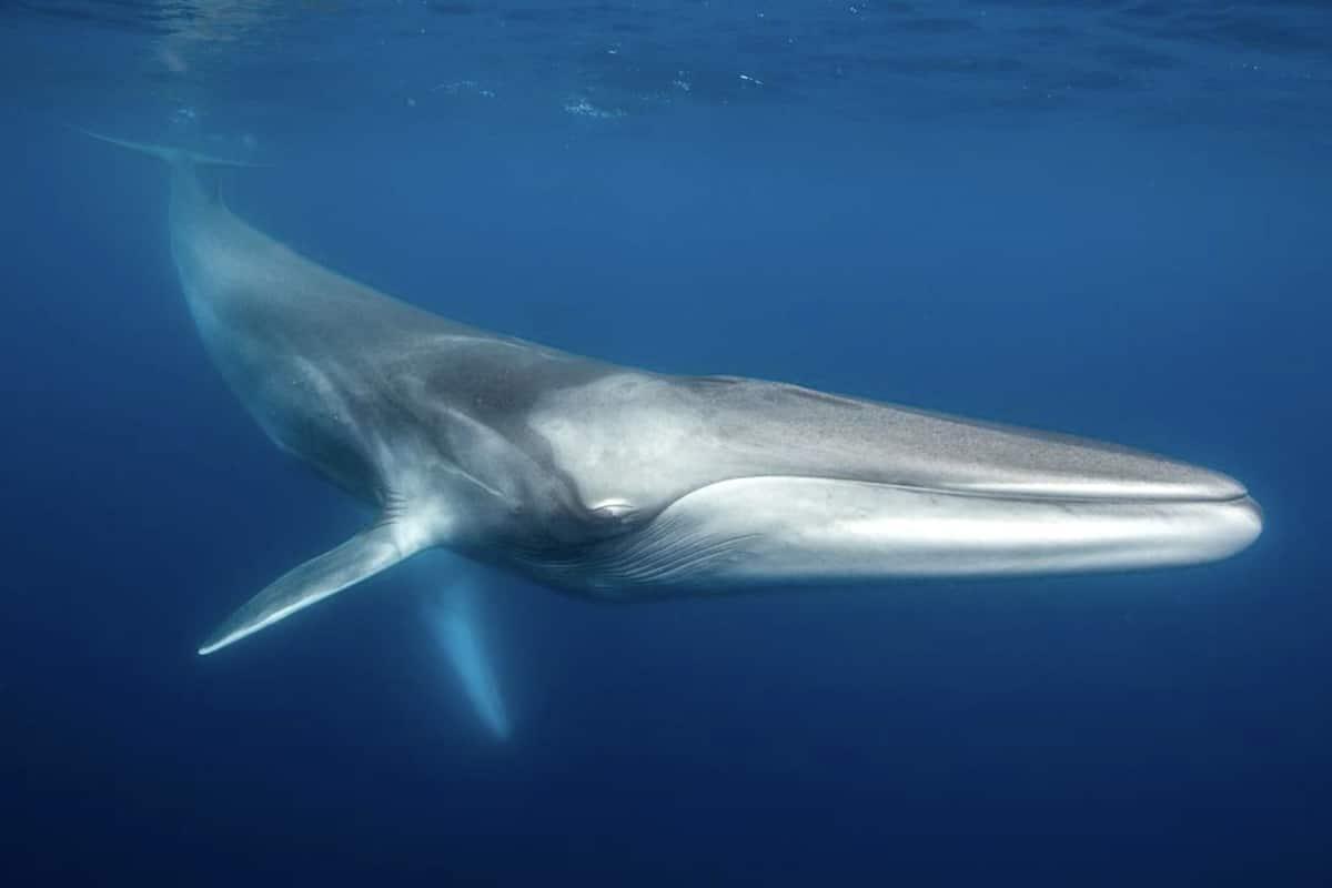 Ballena azul nadando frente a la costa sudafricana