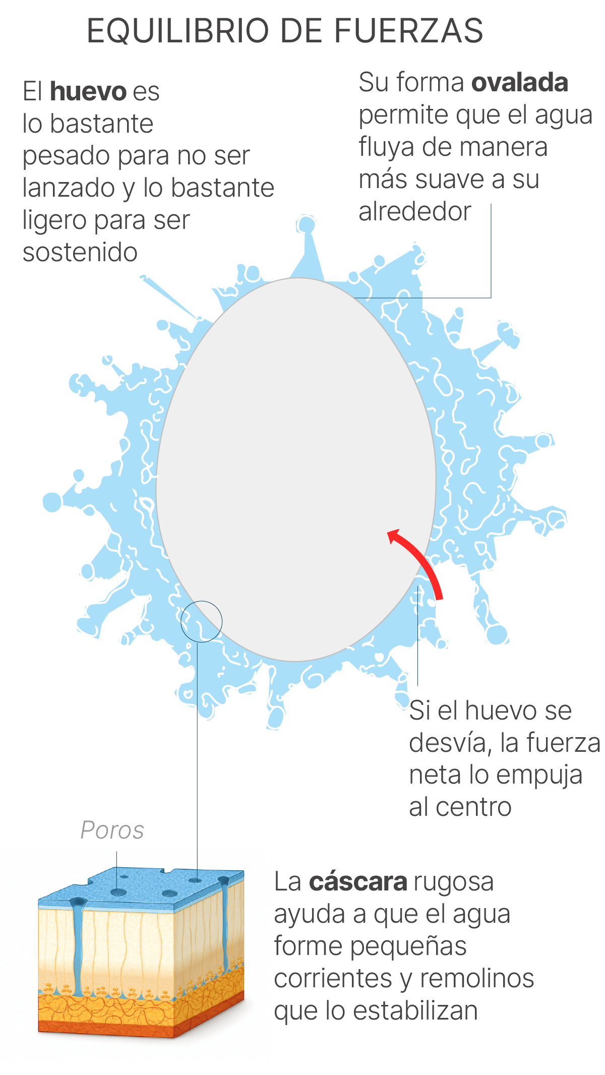 Esquema del huevo flotante sobre el chorro de agua, mostrando fuerzas y flujo