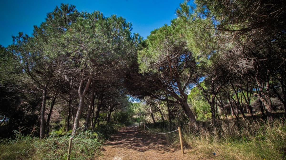 Vista panorámica del bosque de Can Camins con sus pinos y senderos señalizados
