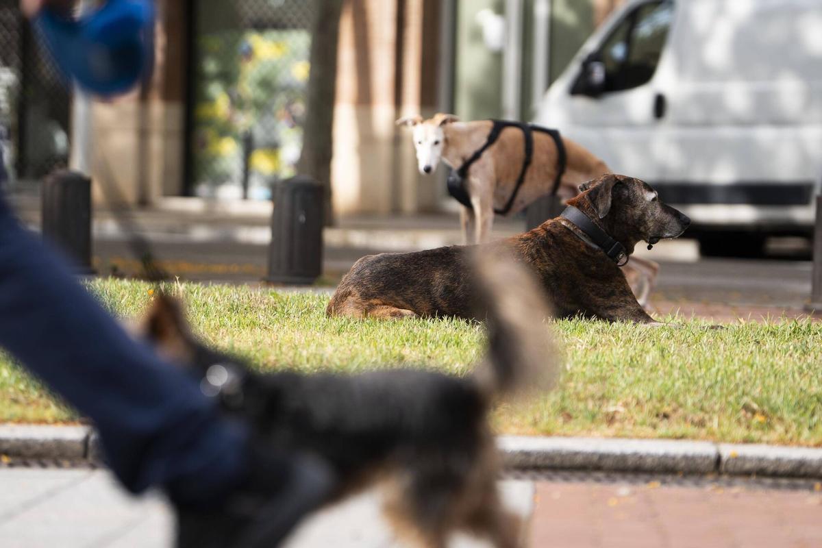 Perro paseando sin correa en una zona verde de Barcelona habilitada como ZUC
