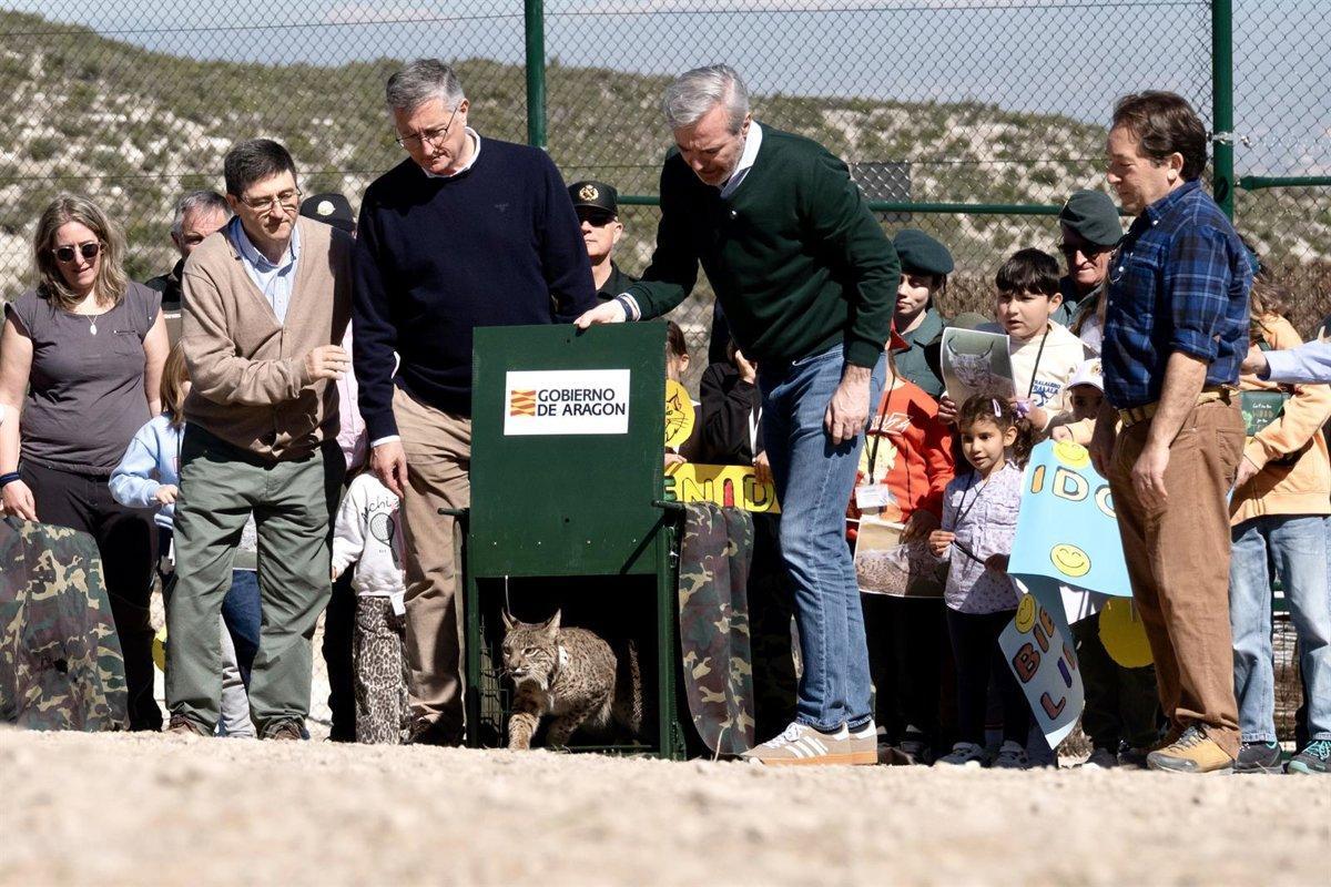 Presidente Jorge Azcón liberando los linces Werva y Wound en Torrecilla de Valmadrid