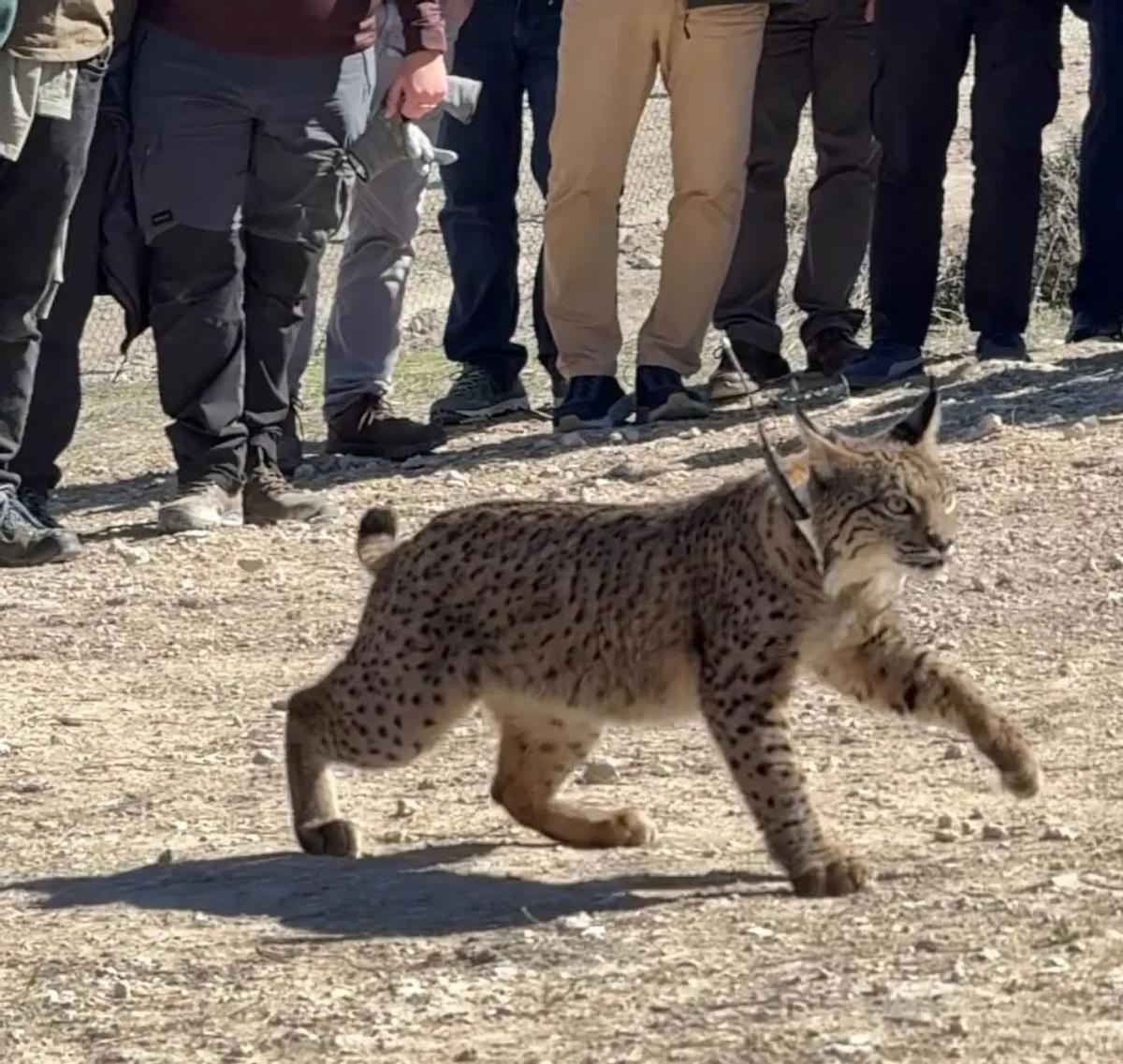 Mapa de la cuenca del Huerva mostrando zonas de reintroducción del lince ibérico