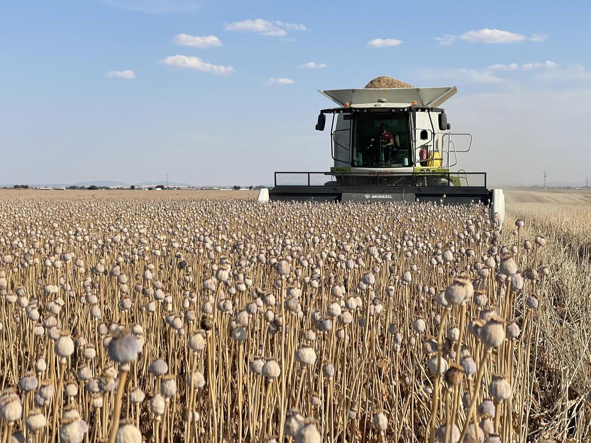 Campo de adormidera en Castilla y León con cápsulas verdes bajo el sol
