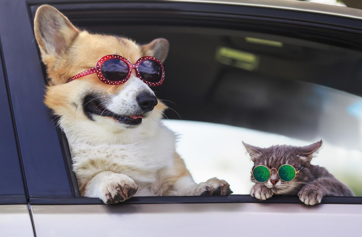 Pasaporte europeo para una mascota