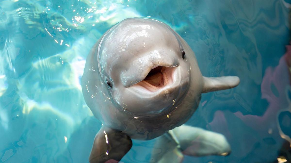 Belugas se reconocen en el espejo: la nueva prueba de autoconciencia animal
