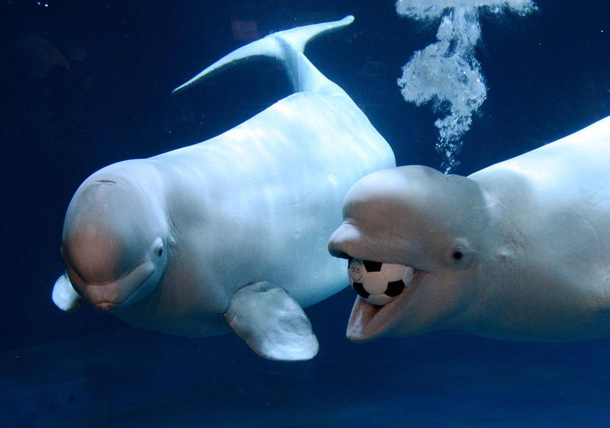 Belugas Natasha y Maris frente al espejo en el New York Aquarium