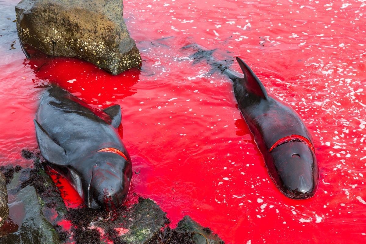 Delfines muertos arrastrados a la orilla en la caza del grind en las Islas Feroe