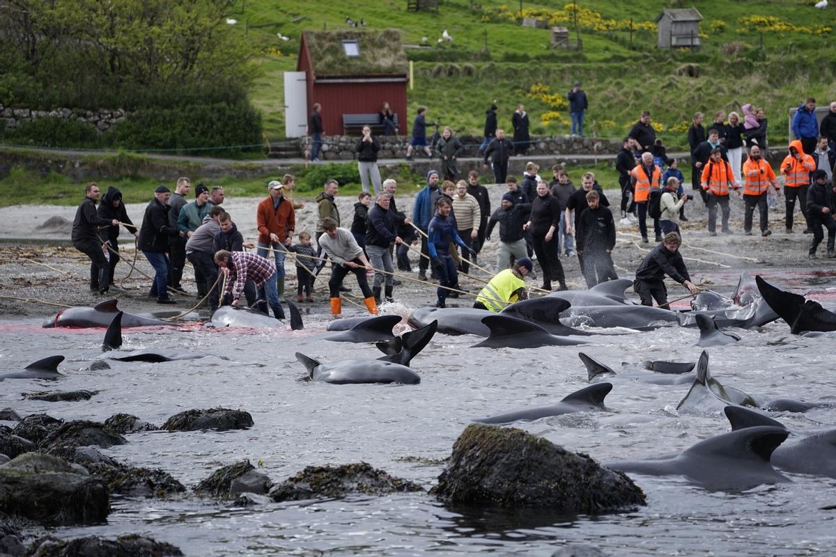 Barcos isleños lanzando ganchos metálicos a los delfines durante el ritual