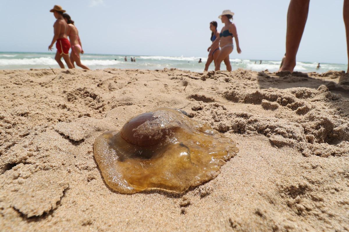 Boya flotante con emisores electromagnéticos anclada en la playa de Muchavista, mostrando su estructura vertical y bobinas bajo el agua