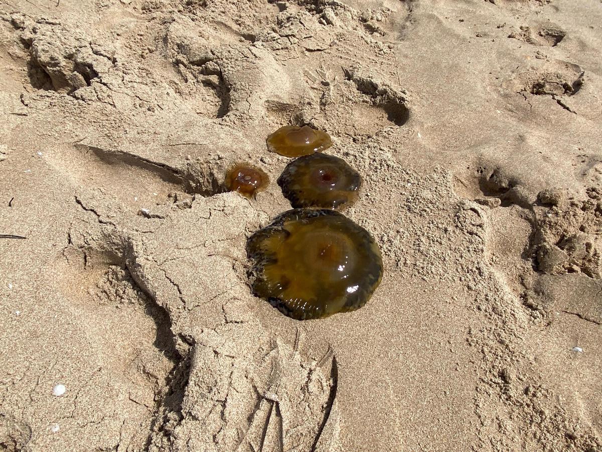 Medusas "huevo frito" agrupadas cerca de la costa alicantina, ejemplificando el problema que la boya busca evitar